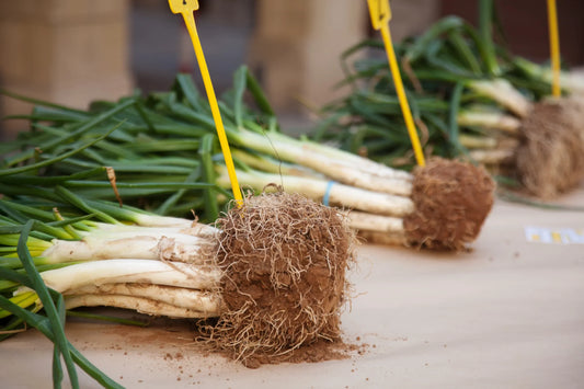 Calçots al horno: Cómo prepararlos fácilmente en casa