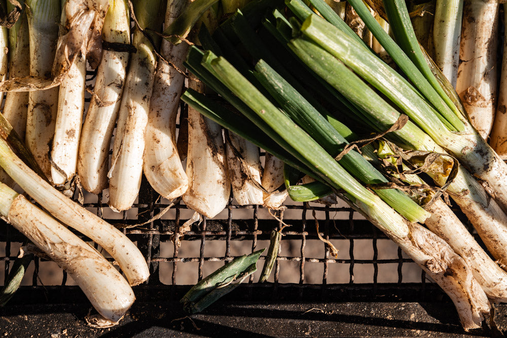 Historia de los calçots y las calçotadas